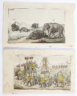 Bild Nr.2: 139-2905 Vögel.: (Varia, Zoologie)