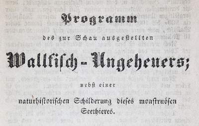 Bild Nr.1: 139-414 Wallfisch-Ungeheuers,: (Kuriositäten)