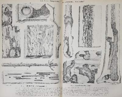 Bild Nr.6: 139-555 Dombrowski,R.Ritter v.: (Jagd)