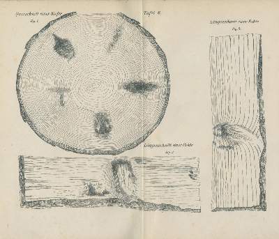 Bild Nr.3: 139-643 Sieben Werke.: (Land- und Forstwirtschaft, Forstwirtschaft)