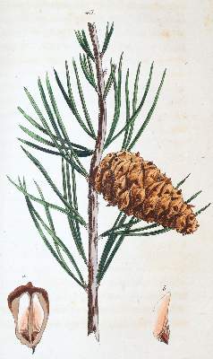 Bild Nr.4: 139-644 Wilhelm,G.T.: (Land- und Forstwirtschaft, Forstwirtschaft)