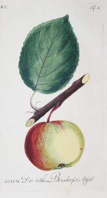 Bild Nr.3: 139-673 Sickler,J.V.: (Land- und Forstwirtschaft, Obstbau)