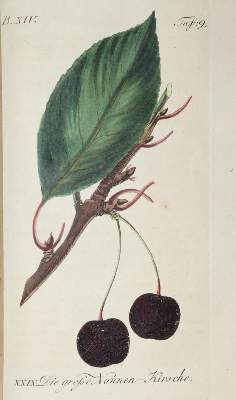 Bild Nr.4: 139-673 Sickler,J.V.: (Land- und Forstwirtschaft, Obstbau)