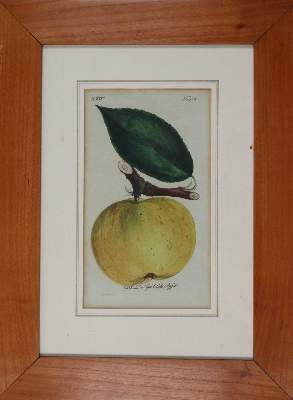 Bild Nr.5: 139-673 Sickler,J.V.: (Land- und Forstwirtschaft, Obstbau)