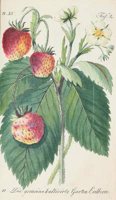 Bild Nr.2: 139-678 Sickler,J.V.: (Land- und Forstwirtschaft, Pomologie)