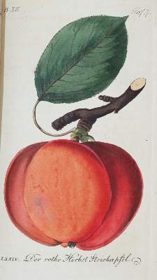 Bild Nr.3: 139-678 Sickler,J.V.: (Land- und Forstwirtschaft, Pomologie)