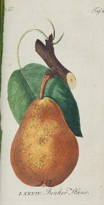 Bild Nr.4: 139-678 Sickler,J.V.: (Land- und Forstwirtschaft, Pomologie)