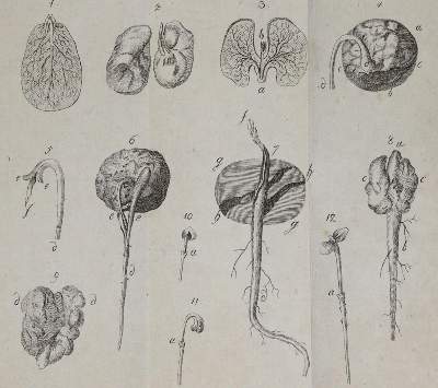 Bild Nr.2: 139-679 Sickler,J.V.: (Land- und Forstwirtschaft, Pomologie)