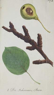 Bild Nr.3: 139-679 Sickler,J.V.: (Land- und Forstwirtschaft, Pomologie)