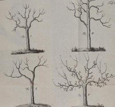 Bild Nr.4: 139-679 Sickler,J.V.: (Land- und Forstwirtschaft, Pomologie)