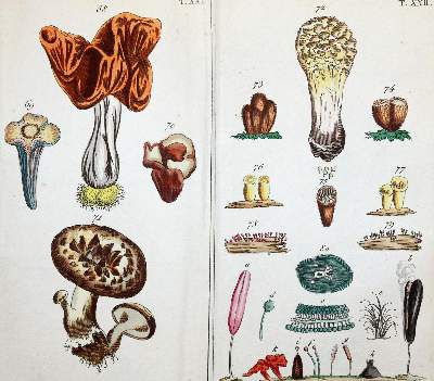 Bild Nr.2: 139-681 Wilhelm,G.T.: (Land- und Forstwirtschaft, Pomologie)
