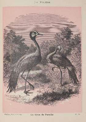 Bild Nr.3: 139-683 Voliere, La,: (Land- und Forstwirtschaft, Tierhaltung, Geflügel)
