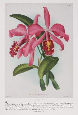 Bild Nr.1: 139-797 Sammlung: (Botanik)