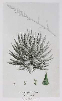 Bild Nr.2: 139-797 Sammlung: (Botanik)