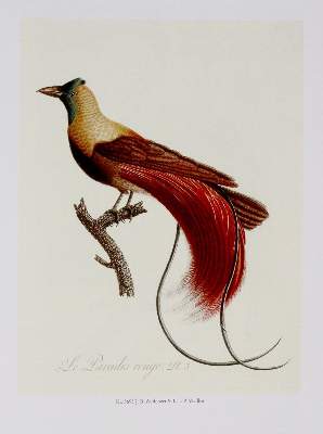 Bild Nr.1: 139-887 Sammlung: (Zoologie)