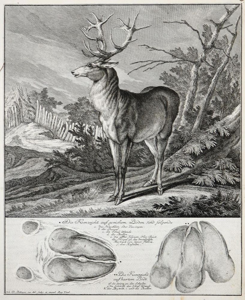Große Abbildung Nr.3: 140-1029 Ridinger,J.E.: (Jagd)