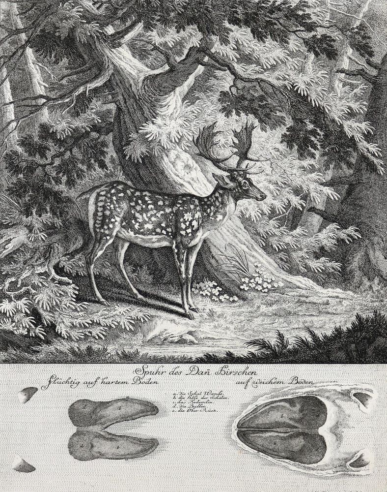 Große Abbildung Nr.5: 140-1029 Ridinger,J.E.: (Jagd)