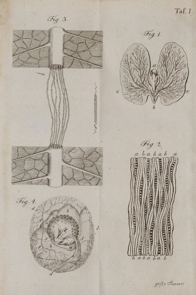 Große Abbildung Nr.3: 140-1068 Darwin,E.: (Land- und Forstwirtschaft, Garten)