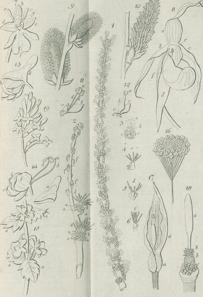 Große Abbildung Nr.2: 140-1070 Medikus,F.K.: (Land- und Forstwirtschaft, Garten)
