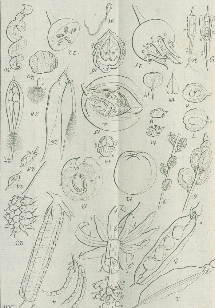 Große Abbildung Nr.3: 140-1070 Medikus,F.K.: (Land- und Forstwirtschaft, Garten)