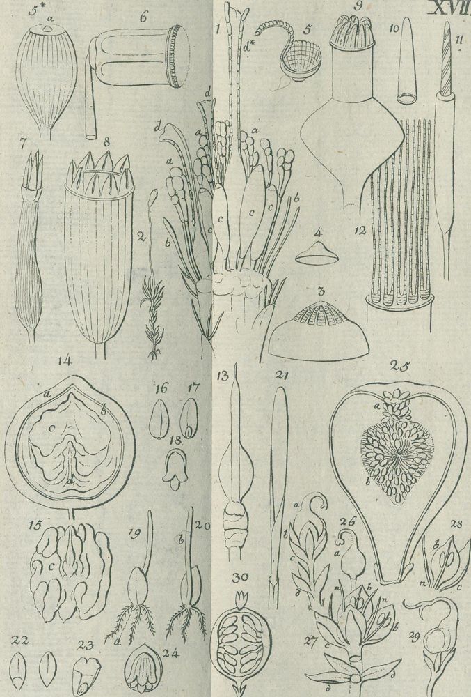 Große Abbildung Nr.4: 140-1070 Medikus,F.K.: (Land- und Forstwirtschaft, Garten)
