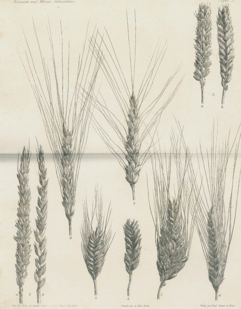 Große Abbildung Nr.2: 140-1072 Vierzehnter Jahresbericht: (Land- und Forstwirtschaft, Landwirtschaft, Amerika)