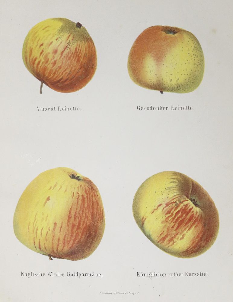 Große Abbildung Nr.1: 140-1080 Lucas,E.: (Land- und Forstwirtschaft, Pomologie)