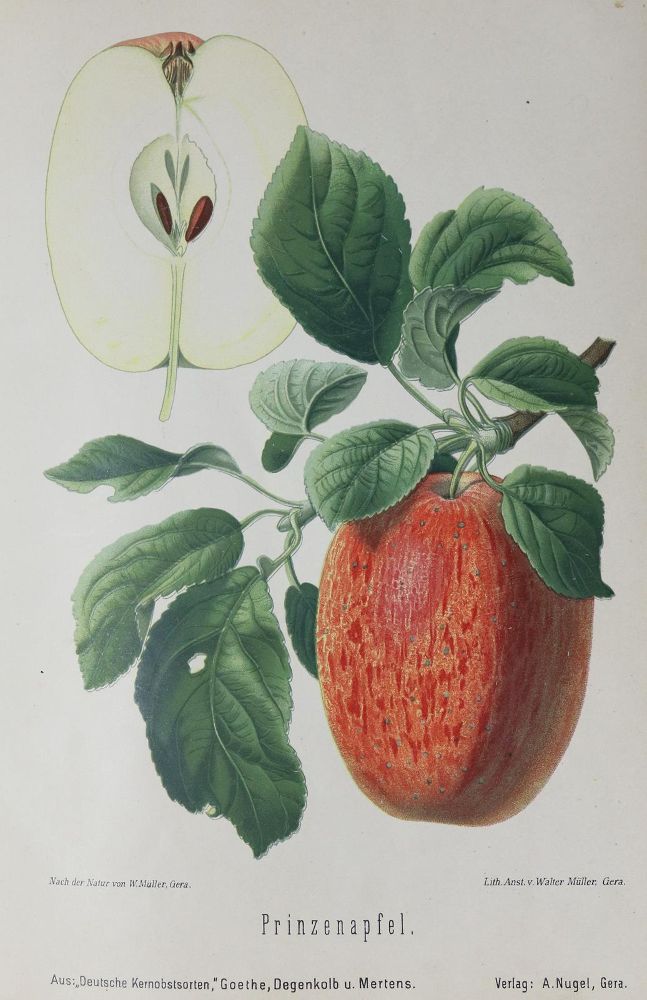 Große Abbildung Nr.3: 140-1080 Lucas,E.: (Land- und Forstwirtschaft, Pomologie)