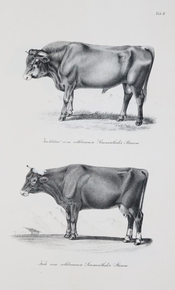 Große Abbildung Nr.2: 140-1082 Baumeister,W.: (Land- und Forstwirtschaft, Tierhaltung)