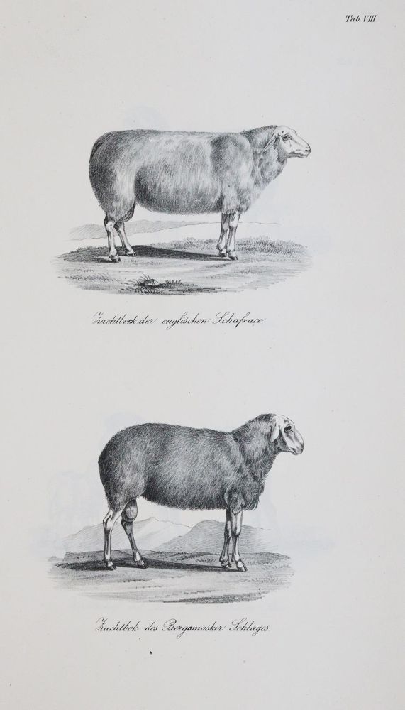 Große Abbildung Nr.3: 140-1082 Baumeister,W.: (Land- und Forstwirtschaft, Tierhaltung)