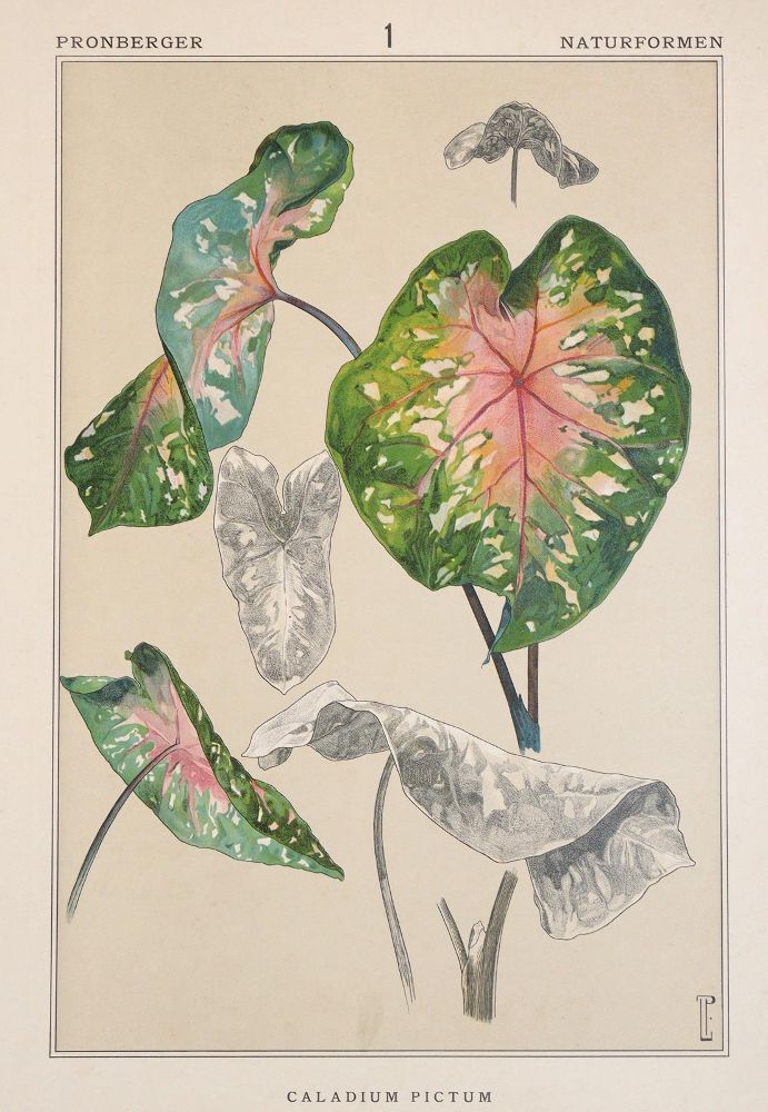 Große Abbildung Nr.1: 140-1159 Pronberger,L.: (Ornamente, Jugendstil)