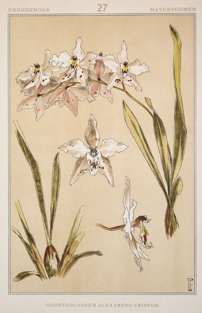 Große Abbildung Nr.4: 140-1159 Pronberger,L.: (Ornamente, Jugendstil)