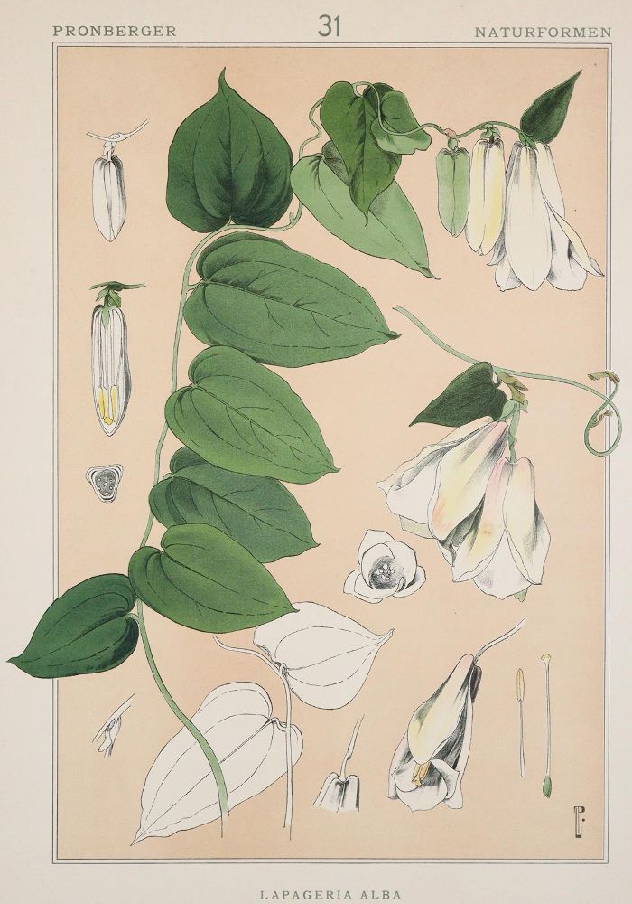 Große Abbildung Nr.6: 140-1159 Pronberger,L.: (Ornamente, Jugendstil)
