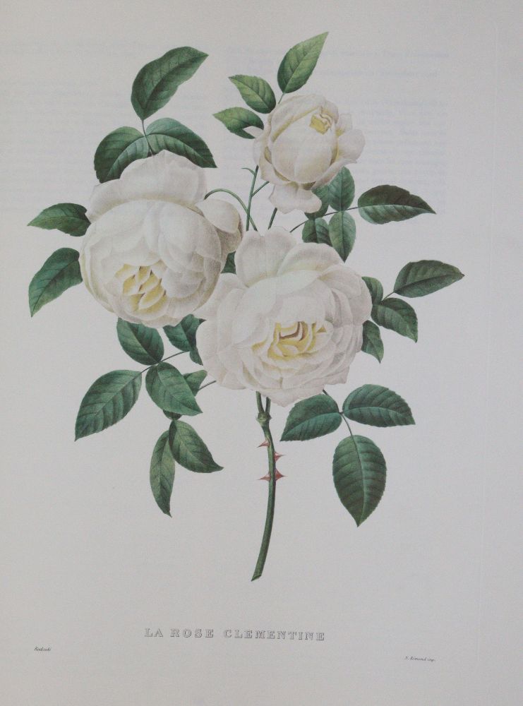 Große Abbildung Nr.3: 140-1212 Redoute,P.J.: (Faksimile)