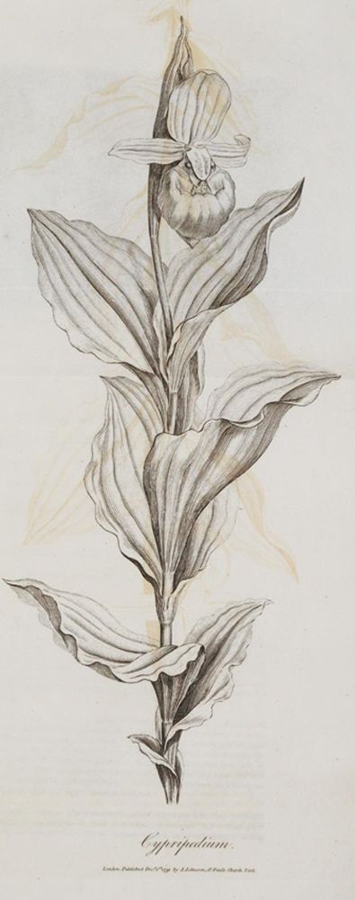 Große Abbildung Nr.3: 140-1747 (Darwin,E.).: (Botanik)