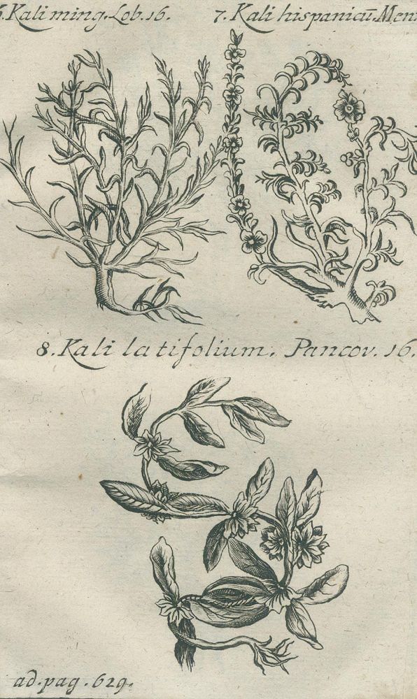 Große Abbildung Nr.3: 140-1750 Henckel,J.F.: (Botanik)