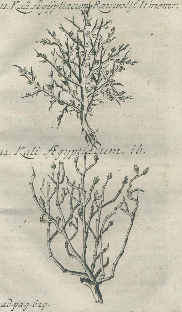 Große Abbildung Nr.4: 140-1750 Henckel,J.F.: (Botanik)