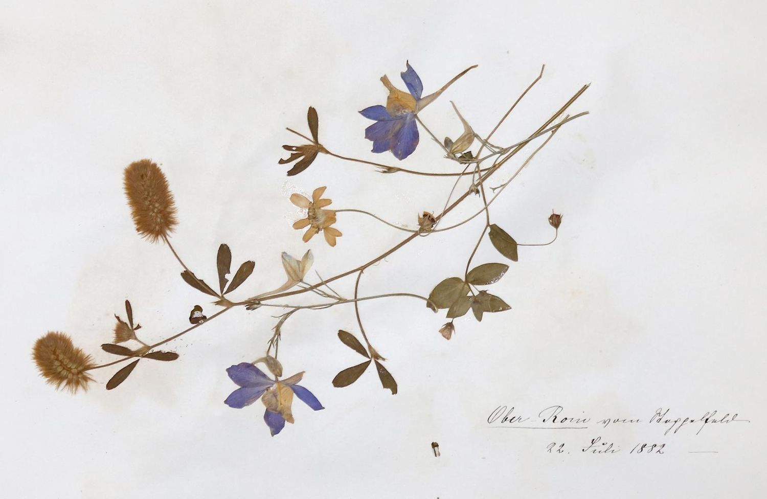 Große Abbildung Nr.1: 140-1752 Herbarium.: (Botanik)