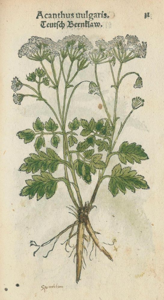 Große Abbildung Nr.2: 140-1753 Fuchs,L.: (Botanik, Kräuterbücher)