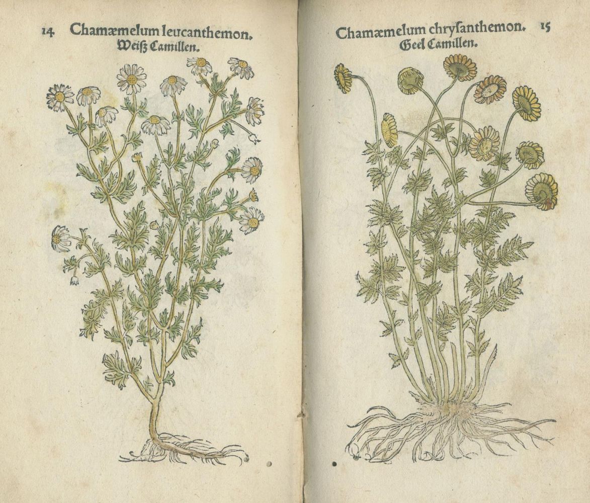 Große Abbildung Nr.3: 140-1753 Fuchs,L.: (Botanik, Kräuterbücher)