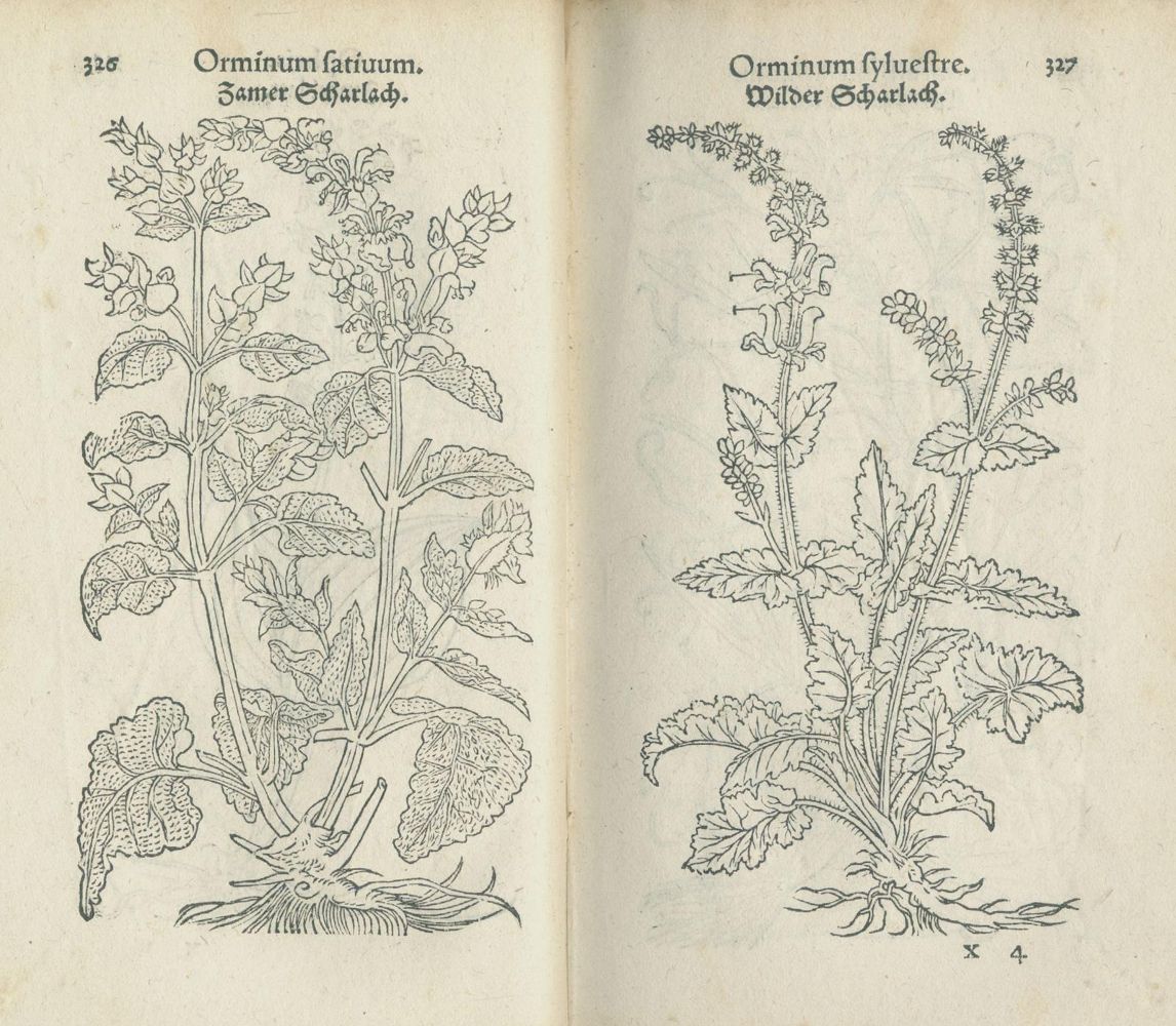 Große Abbildung Nr.4: 140-1753 Fuchs,L.: (Botanik, Kräuterbücher)