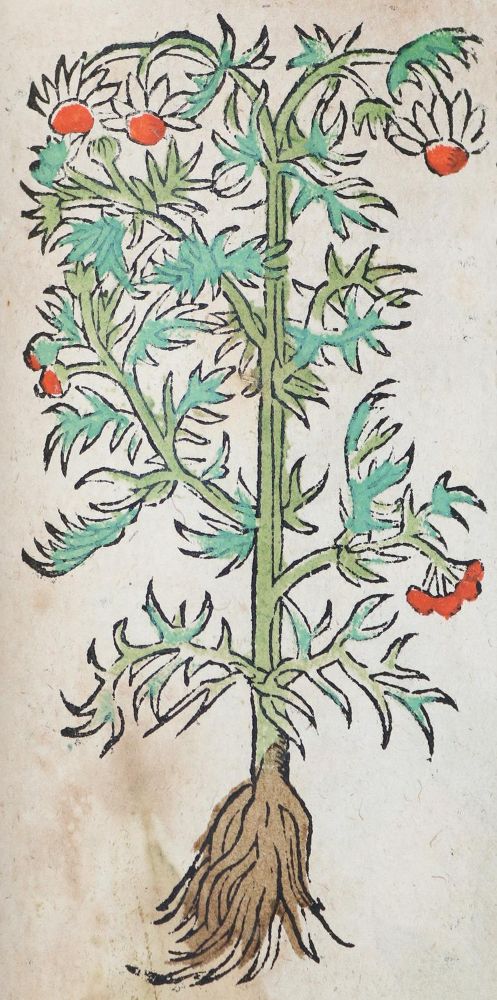 Große Abbildung Nr.1: 140-1754 (Ryff,W.H.: (Botanik, Kräuterbücher)