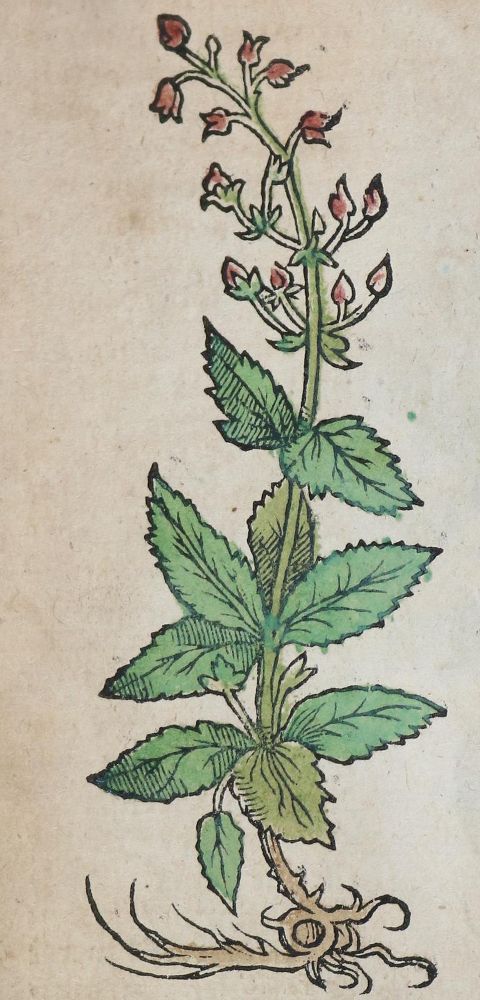 Große Abbildung Nr.2: 140-1754 (Ryff,W.H.: (Botanik, Kräuterbücher)