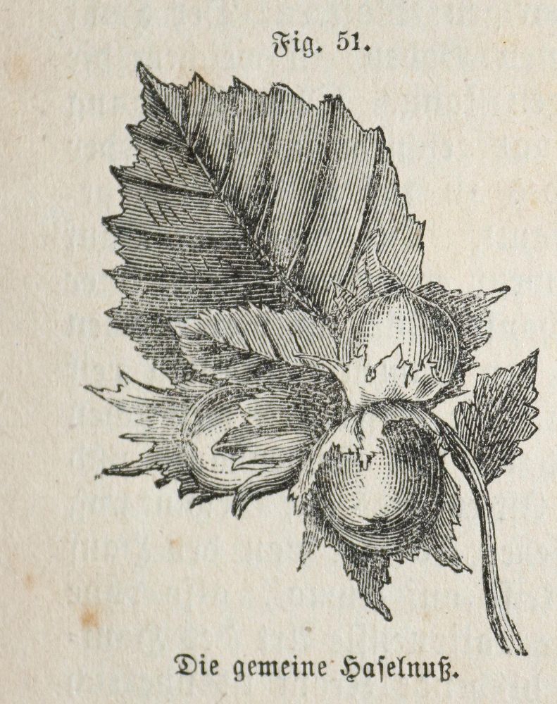 Große Abbildung Nr.2: 140-1755 Siegmund,F.: (Botanik, Kräuterbücher)
