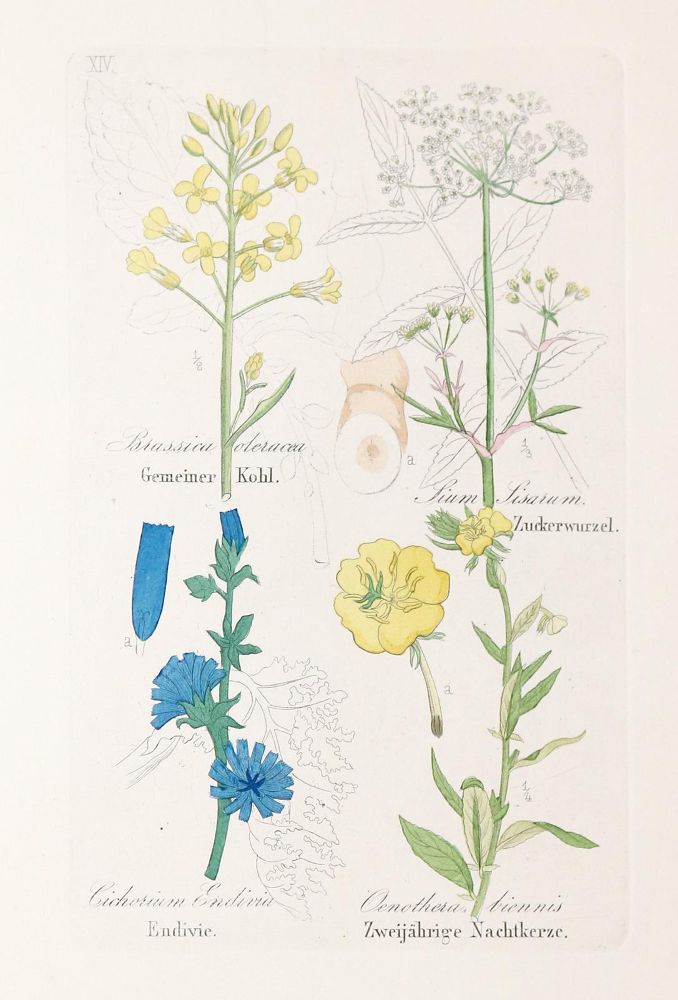 Große Abbildung Nr.1: 140-1757 Loebe,W.: (Botanik)