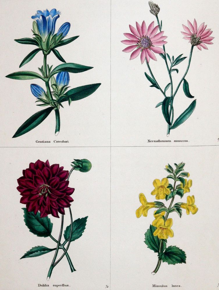 Große Abbildung Nr.1: 140-1760 Maund,B.: (Botanik)