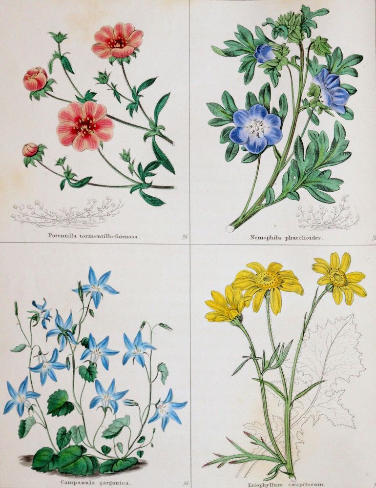 Große Abbildung Nr.3: 140-1763 Maund,B.: (Botanik)