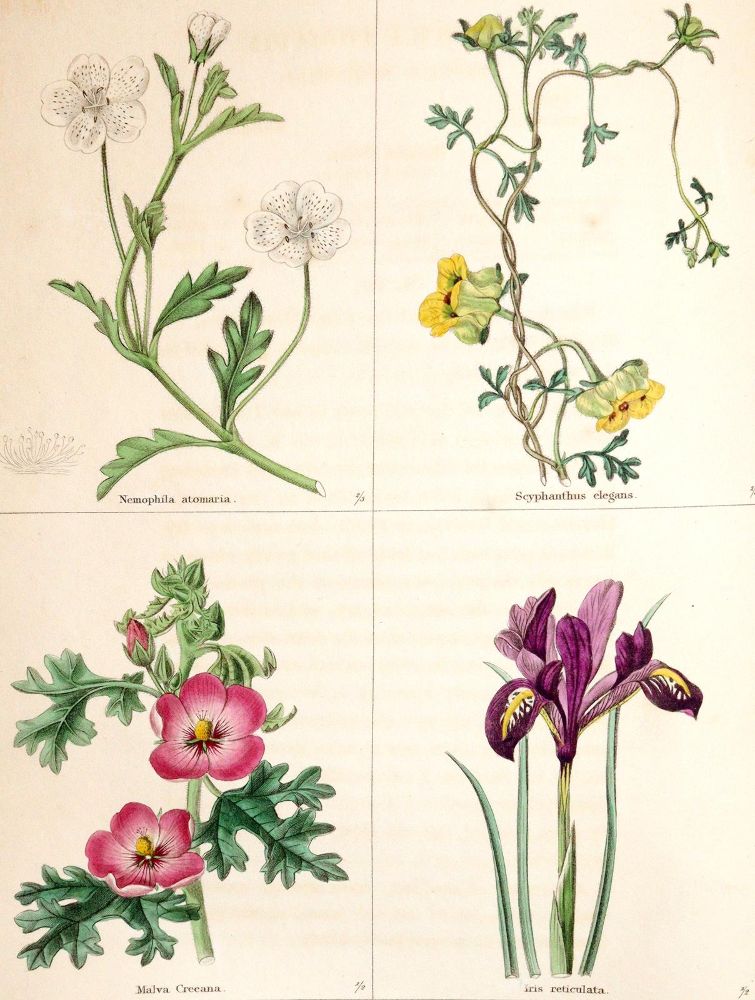 Große Abbildung Nr.1: 140-1764 Maund,B.: (Botanik)