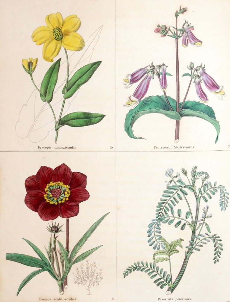 Große Abbildung Nr.4: 140-1764 Maund,B.: (Botanik)