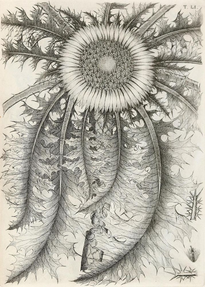 Große Abbildung Nr.1: 140-1766 Allioni,C.: (Botanik, Piemont)